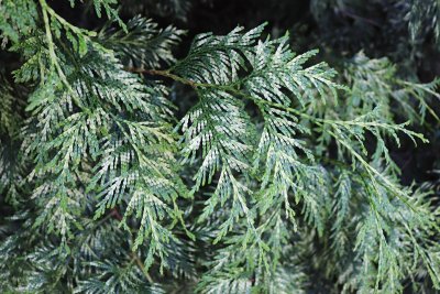 Thuja plicata 'Zebrina' - zerav obrovský 'Zebrina - větvičky